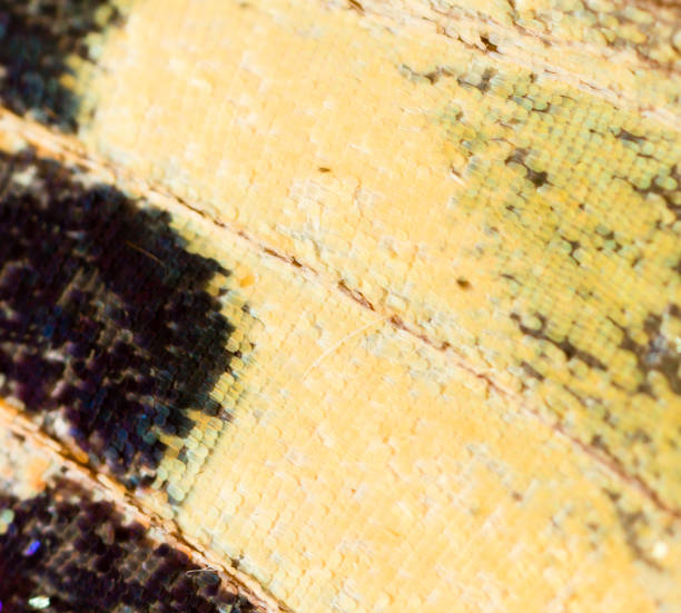 istock Drawings on the wing of a butterfly as a background 855722086