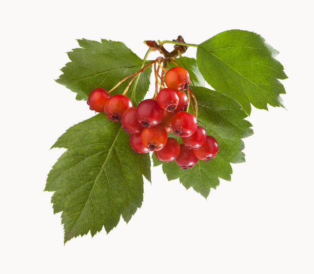 istock Branch of hawthorn 855722330