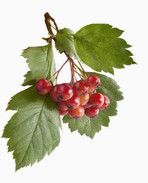 istock Branch of hawthorn 855722362