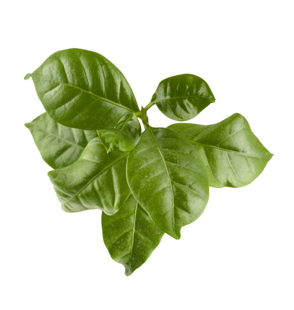 istock Branch of coffee 855722392