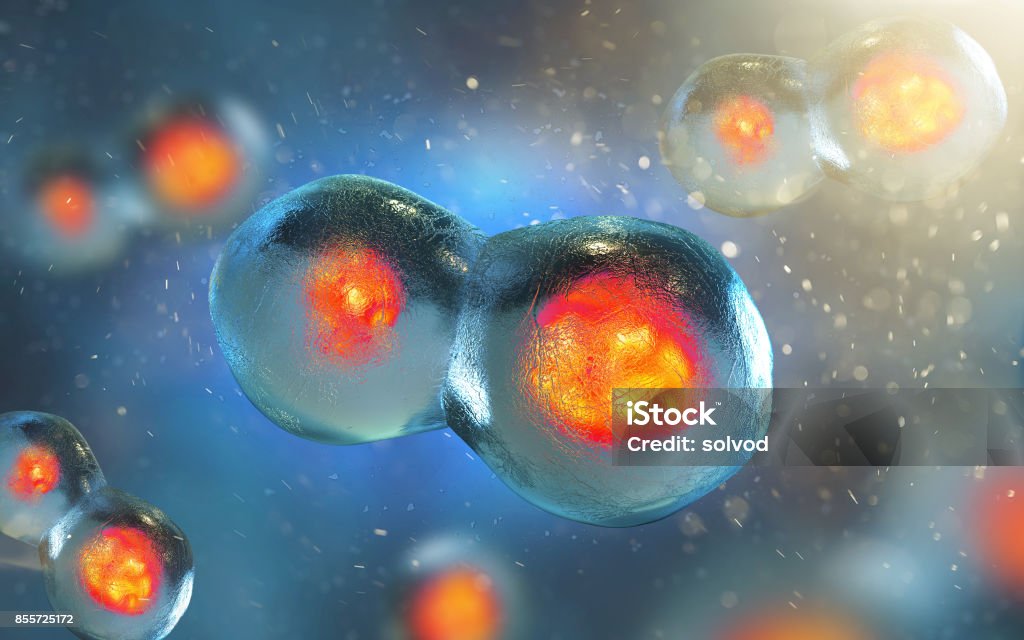 Cell embryo, Mitosis under microscope. Mitosis Stock Photo