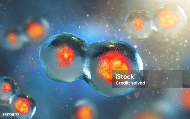 Cell Embryo Mitosis Under Microscope Stock Photo - Download Image Now - Mitosis, Microscope, Biological Cell