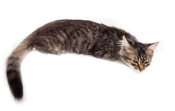 istock portrait of a cat on a white background 855725540