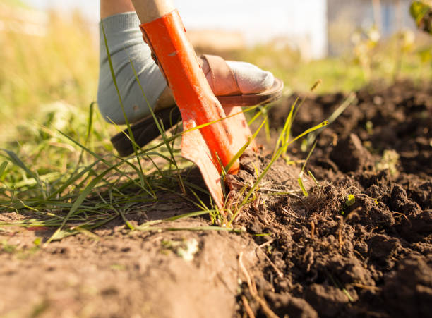 istock a woman digs a garden with a shovel 855726090