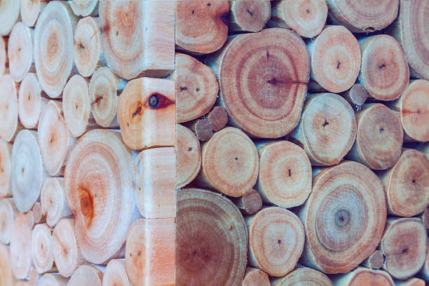 istock Round wood piece sticked on the wall 855730002