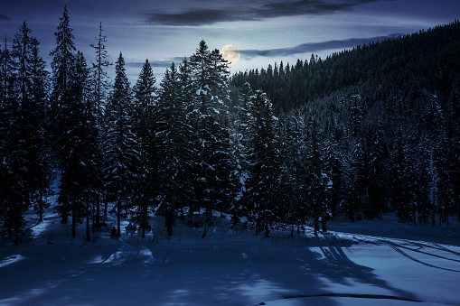 winter spruce forest at night