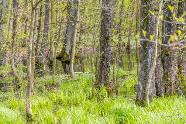 湿地と森林 - moistness ストックフォトと画像