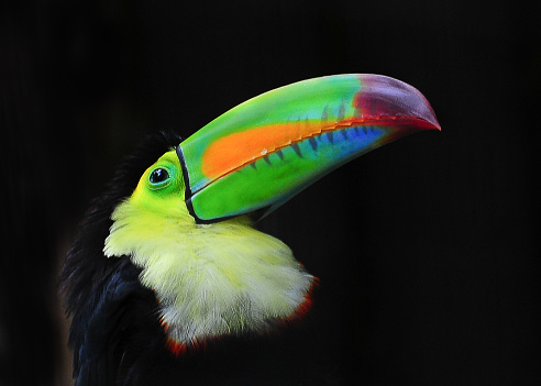 In Mexico - Yucatan I met tucan sitting on the edge of the jungle.