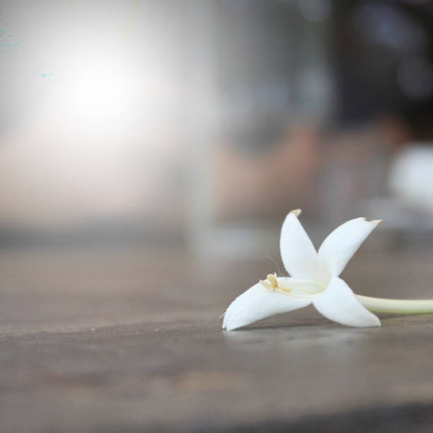 istock Beautiful White flower bloom on wooden table in cafe. 855736968