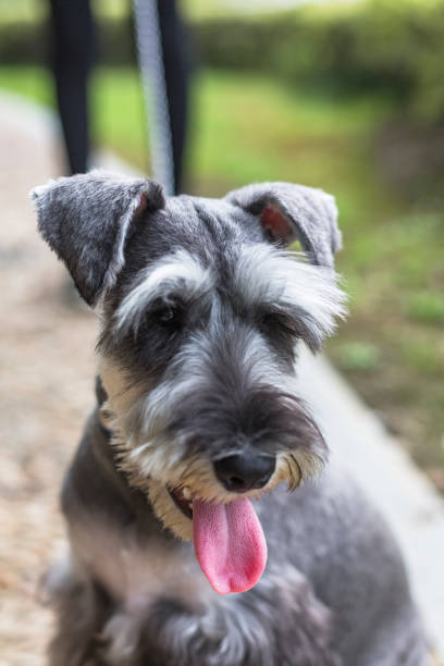 istock puppy schnauzer playing in park 855742282