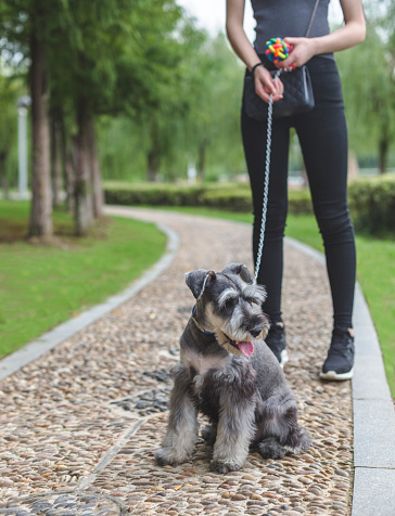 asian woman walking with her dog in park.