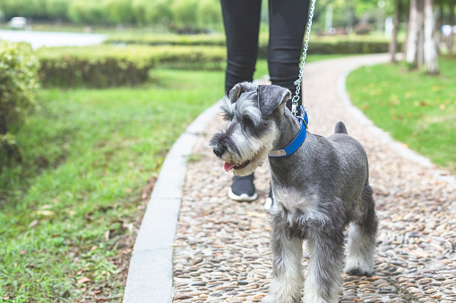 asian woman walking with her dog in park.