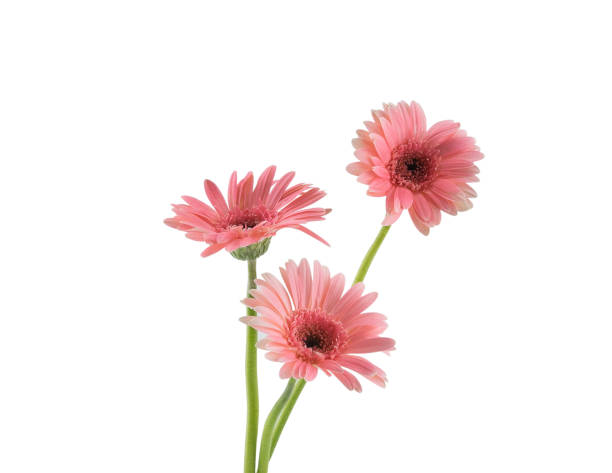 istock Three pink Gebera flowers isolated on white background 855745958