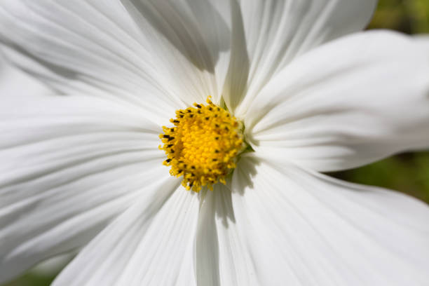 istock white cosmos flower - Stock image 855746216
