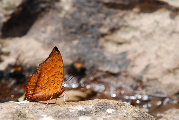 Stone lying in the water of a small mountain creek