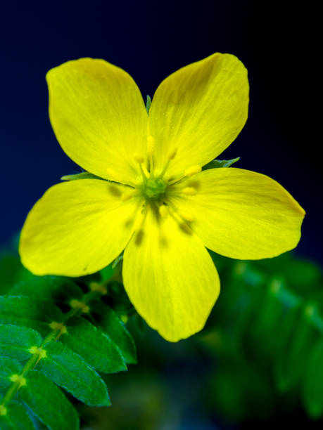 Yellow flower of small caltrops weed Yellow wild flower of small caltrops weed tribulus terrestris stock pictures, royalty-free photos & images