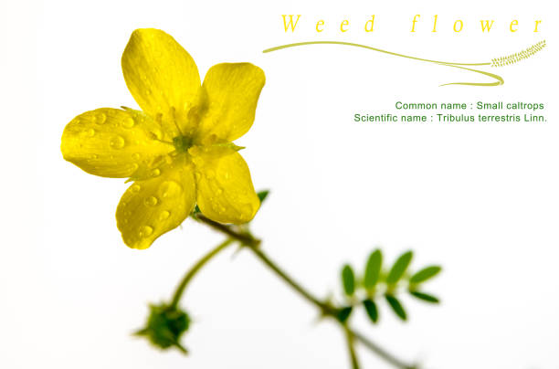 Yellow flower of small caltrops weed, isolated flower on white background Yellow flower of small caltrops weed, isolated flower on white background tribulus terrestris stock pictures, royalty-free photos & images