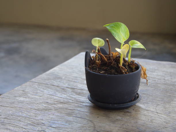 istock The Pothos with a Natural Light in the Morning Summer Day. 855764242