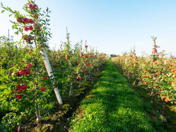 istock In the autumn orchard with mature apples 855771248