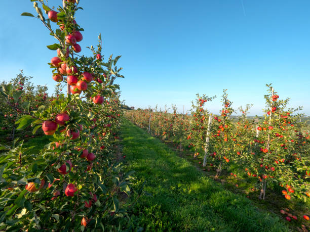 istock In the autumn orchard with mature apples 855771402