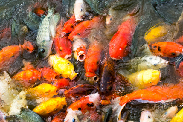 istock Koi fishes in Guangzhou, China 855771404
