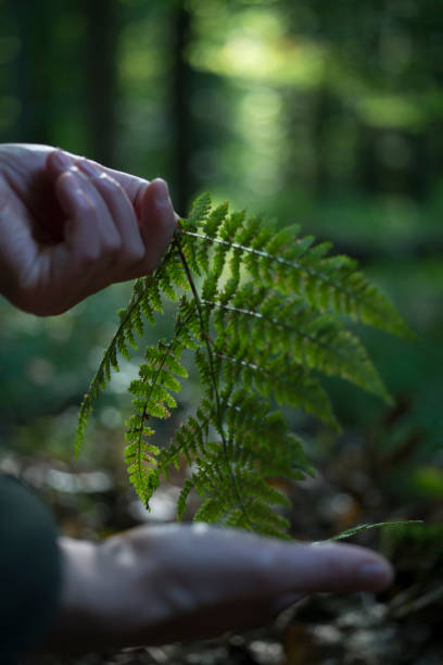 istock Holding a fern in two hands. 855771608