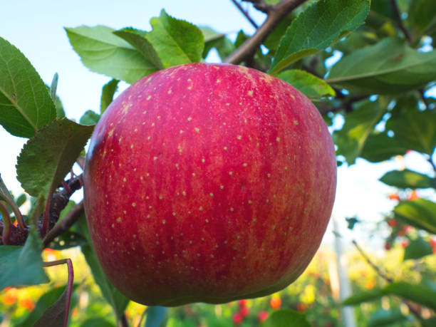 istock In the autumn orchard with mature apples 855771946