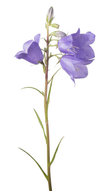 istock three violet bellflower blooms on long stem 855775328