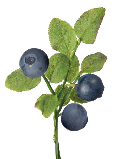 istock blueberry branch with three dark berries 855775398