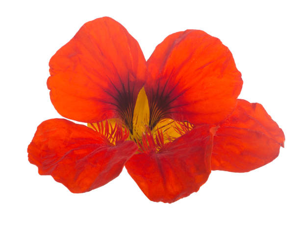 istock bright red nasturtium bloom isolated on white 855775784