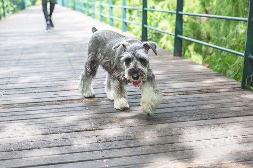 portrait of adorable schnauzer walking with its owner