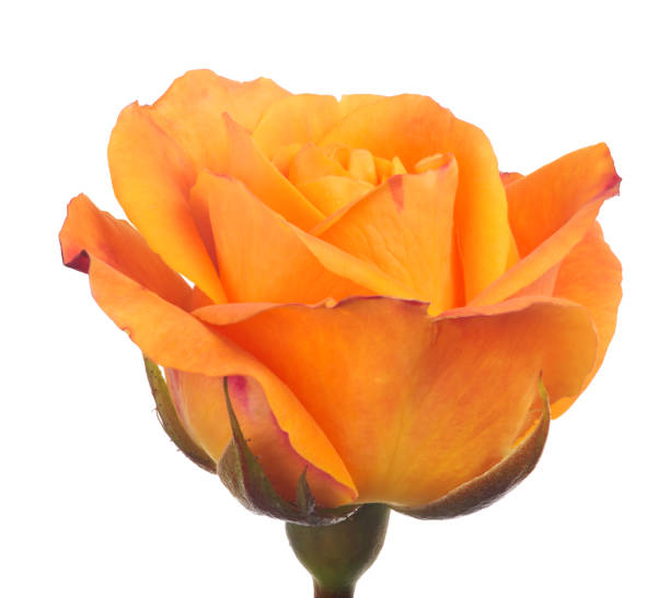 istock beautiful orange and yellow color rose on white 855776098