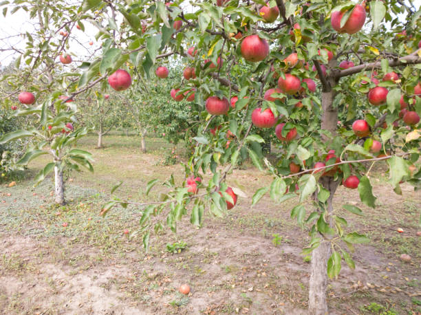 istock Apples in the garden. 855779880