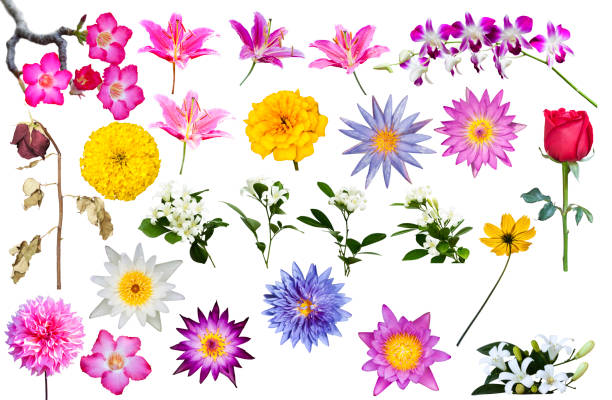 istock set of flower 855786174