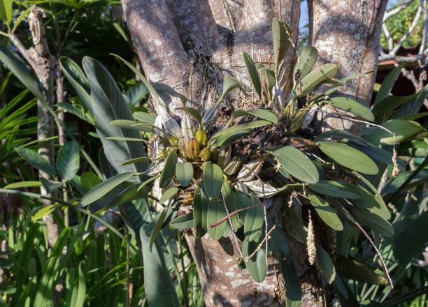 istock Orchid on the tree in the garden. 855787176