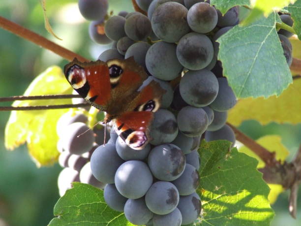 European Peacock butterfly on grape