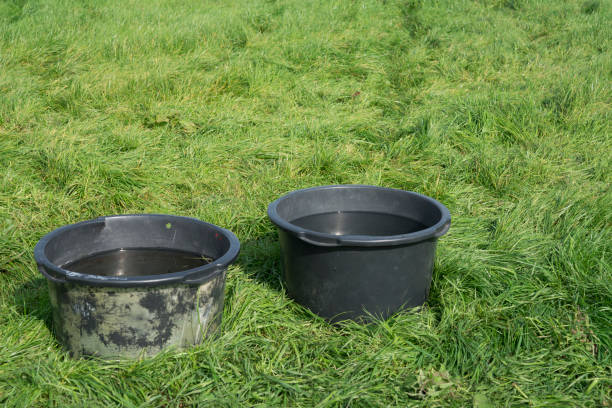 istock two big plastic buckets full of water. drink for animals, cattle 855789524