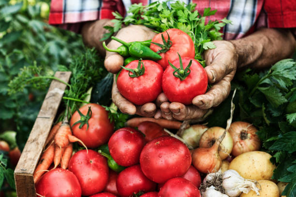 mani che tengono da vicino la raccolta del pomodoro - greenhouse pepper vegetable garden agriculture foto e immagini stock