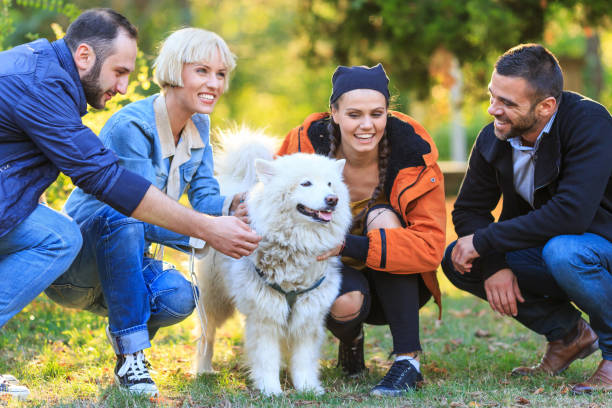 Friends having fun with somoyed dog in park. All with casual clothes.