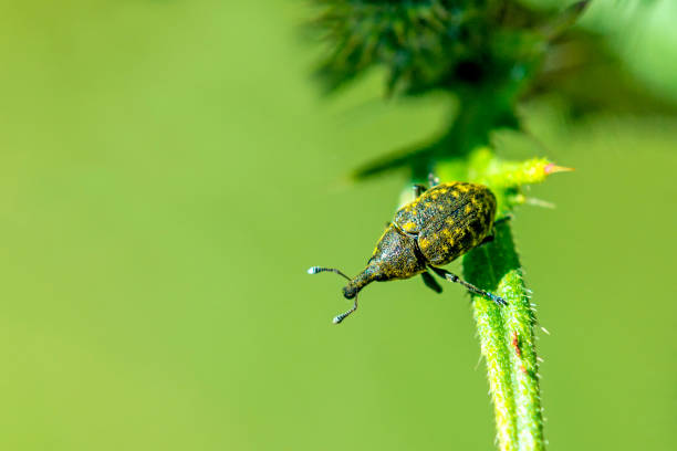 the large pine weevil the large pine weevil pine weevil hylobius abietis stock pictures, royalty-free photos & images