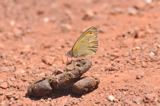 Butterfly on the road