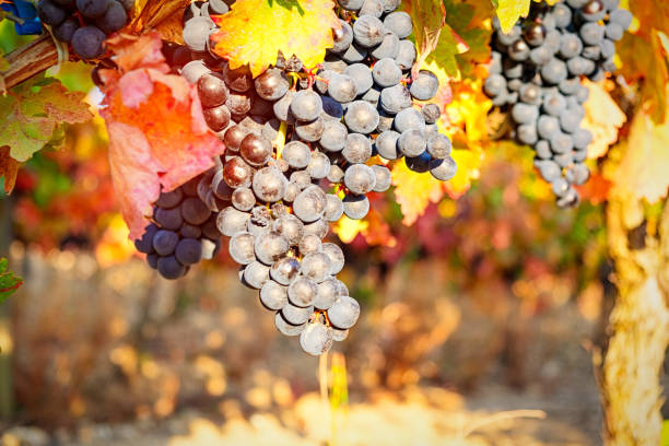 istock Grapes in a vineyard. Rioja. Spain 855799234