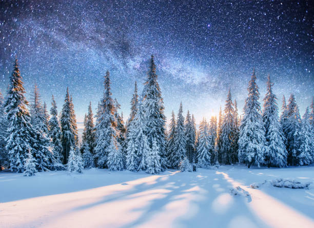 dairy star trek im winter-wald - kiefer fotos stock-fotos und bilder