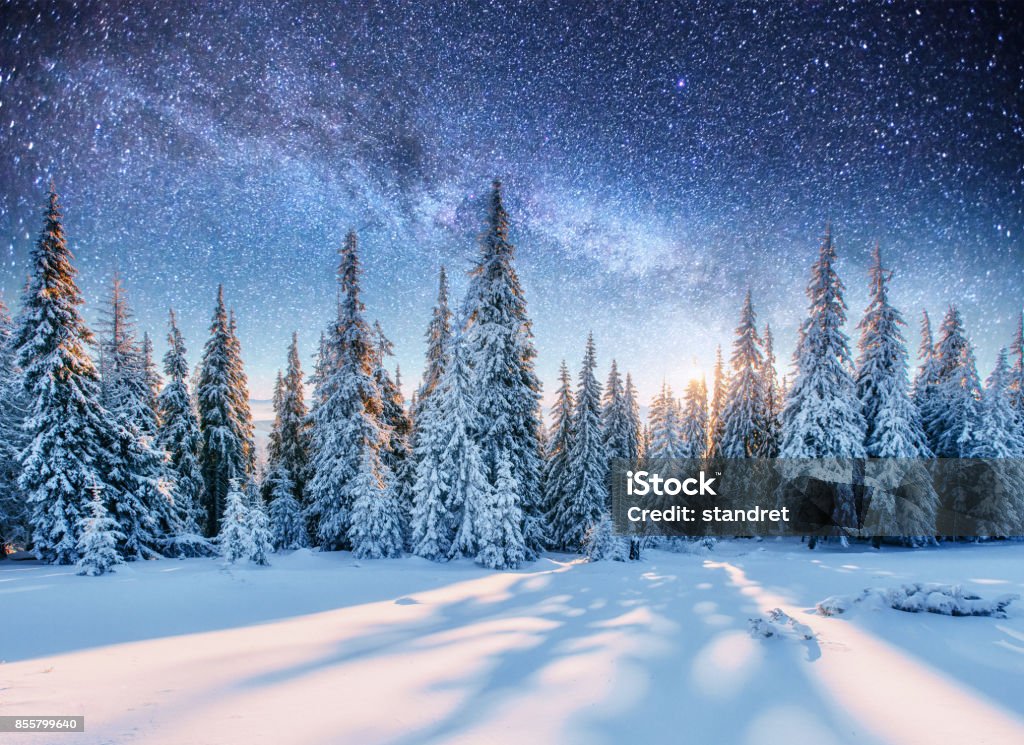 Dairy Star Trek en madera de invierno - Foto de stock de Nieve libre de derechos