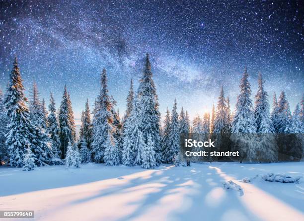 Dairy Star Trek En Madera De Invierno Foto de stock y más banco de imágenes de Nieve - Nieve, Invierno, Navidad
