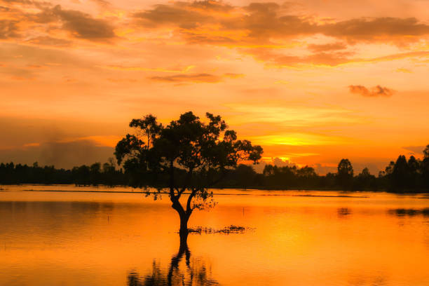 istock Light and shade trees in the evening Reflected on a quiet water surface. In south east asian 855806900