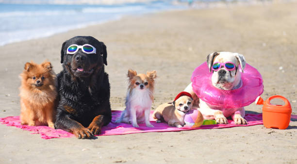 gruppo di cani - cane al mare foto e immagini stock