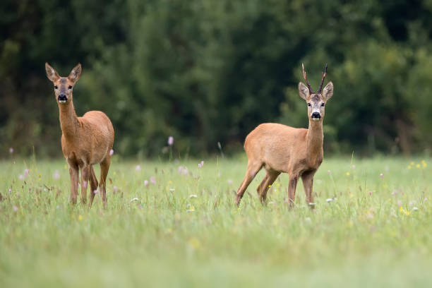 istock Roe-deer with buck deer in a clearing 855808836
