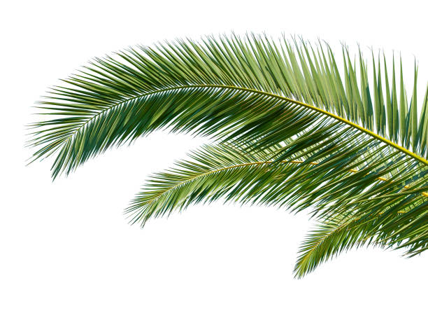Isolated Palm Leaves on white background. Isolated Palm Leaves on white background. date palm tree stock pictures, royalty-free photos & images