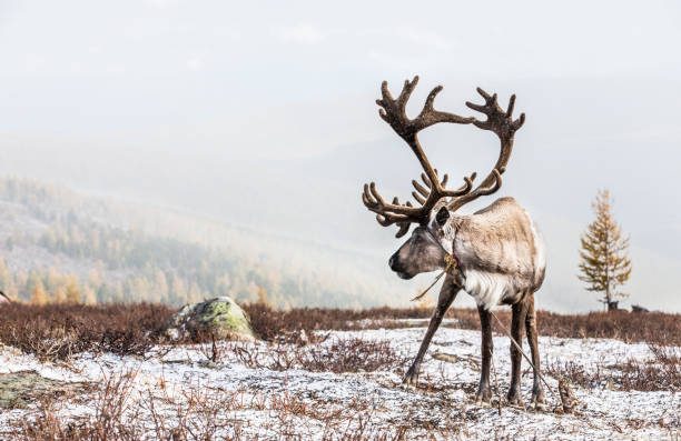 istock rein deer in a snow in northern Mongolia 855809318